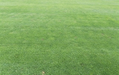 山東濟(jì)南某運(yùn)動場草坪病害處理